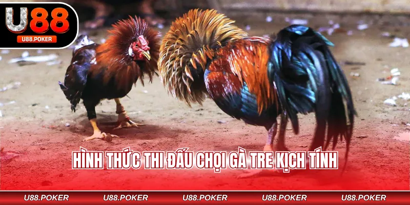 Hình thức thi đấu chọi gà tre kịch tính